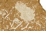 Ordovician Kukersite Oil Shale with Bryozoan Fossils - Russia #368959-1
